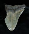 Inch Partial Megalodon Tooth #1355-2